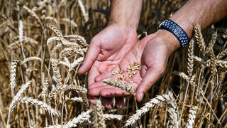 روسيا تلمح إلى تقليص صادرات الحبوب هذا العام