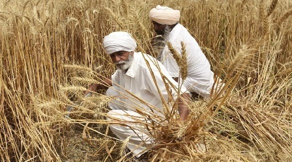 واشنطن تناشد الهند العودة عن حظر تصدير القمح